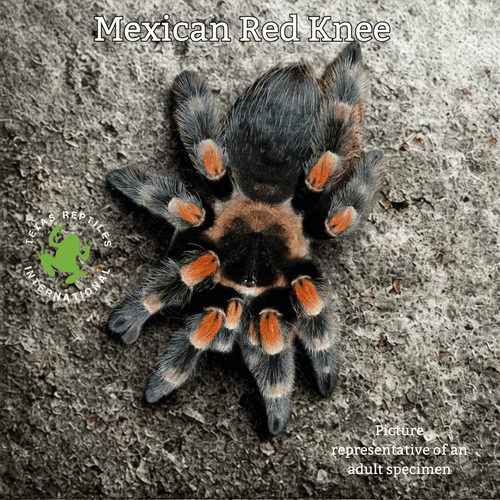 Mexican Red Knee -