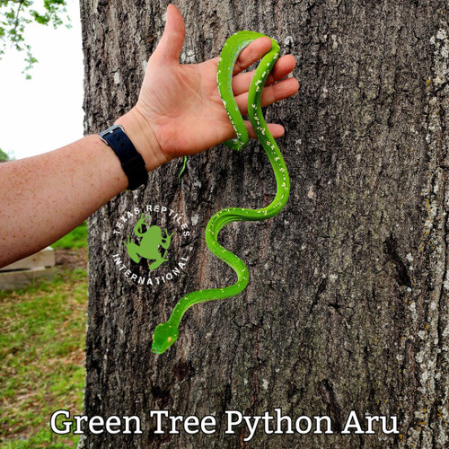 Green Tree Python - Aru pair Green Tree Python - Aru pair