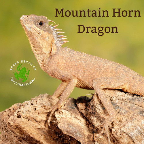 Flash Sale Mountain Horn Dragon - 5 lot