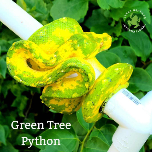 Green Tree Python - biak yellow