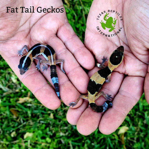 Flash Sale African Fat Tail Gecko - 3 lot