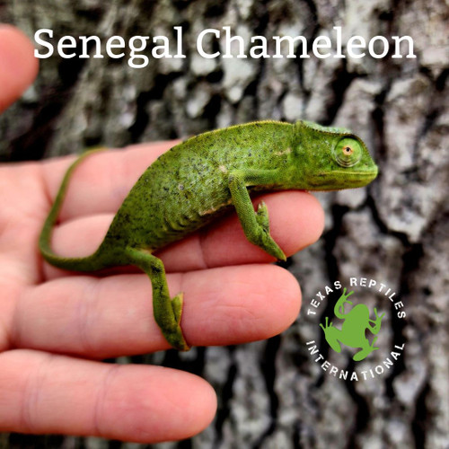 Flash Sale Senegal Chameleon - 4 lot