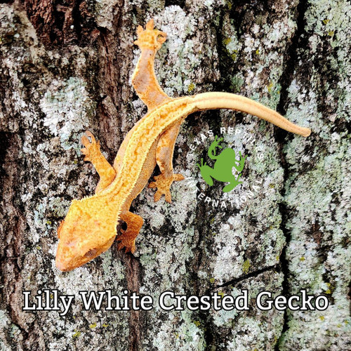 Crested Gecko, Lilly White