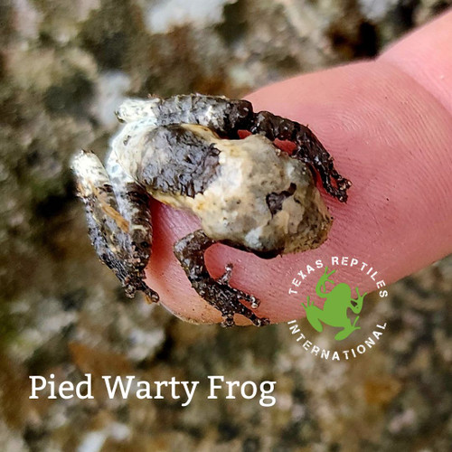 Pied Warty Frog -Theloderma asperum