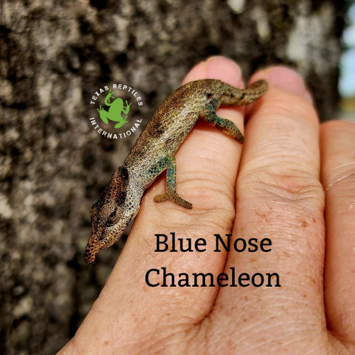 Blue Nose Chameleon pair