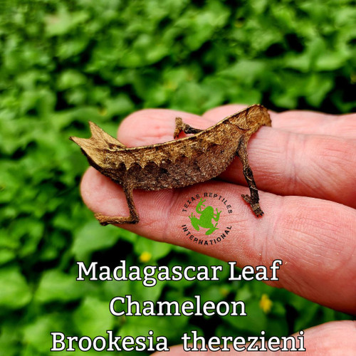 Malagasy Horned Leaf Chameleon