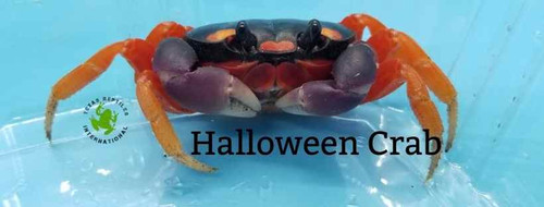 Imperfect Halloween Moon Crab - 5 lot