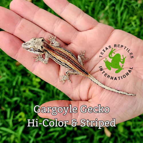 Gargoyle Gecko, Hi-color & Striped