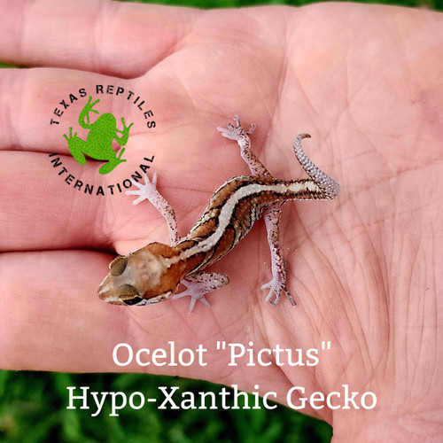 Ocelot "Pictus" Gecko - Hypo-Xanthic