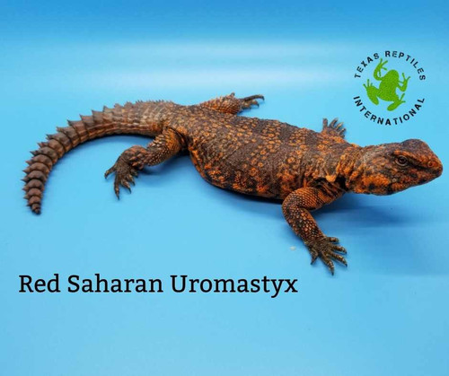 Saharan Uromastyx - Red small
