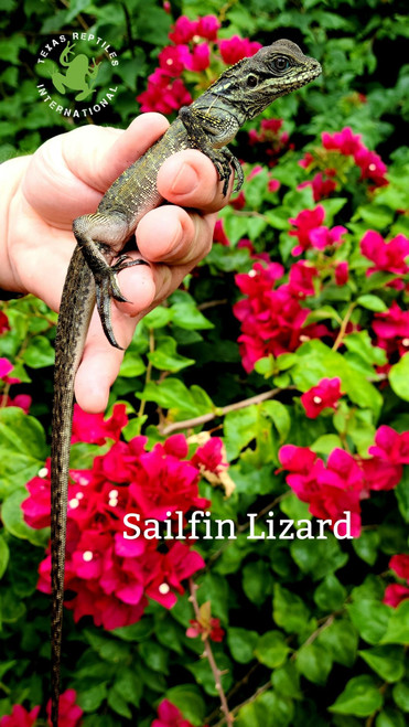 Green Sailfin Lizard