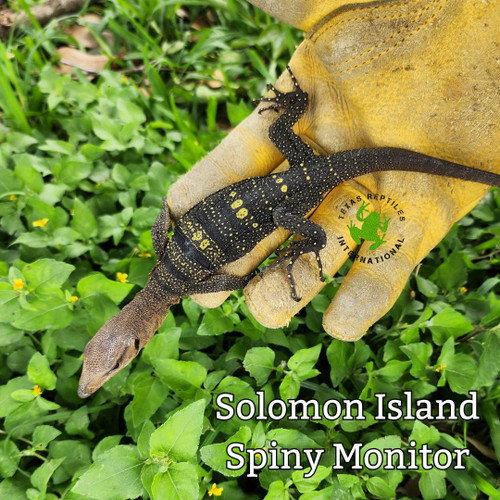 Flash Sale Solomon Island Spiny Monitor