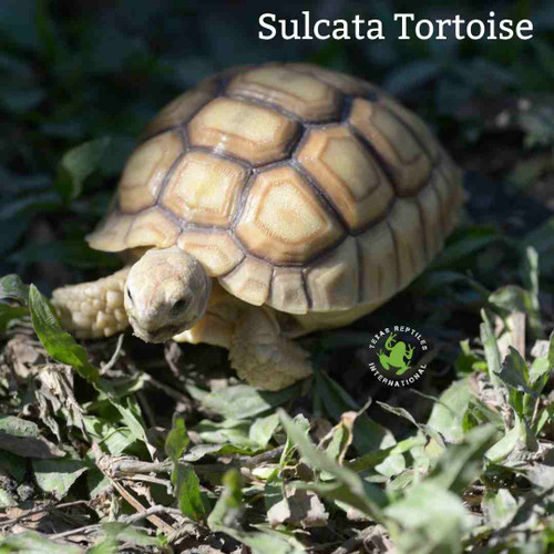 African Spurred Sulcata Tortoise - imperfect