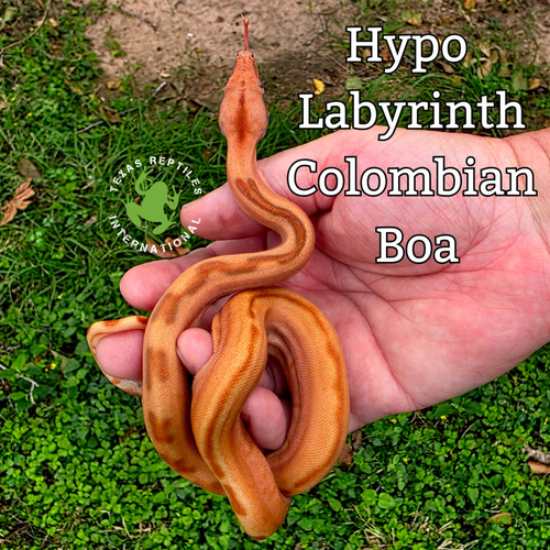 Colombian Red Tail Boa morphs