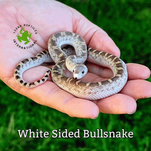 Bull Snake, White Sided