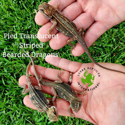 Bearded Dragon - Red Monster Cross