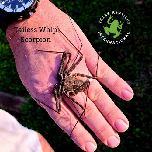 Flash Sale Stripe Knee Tarantula & Tailess Whip Scorpions  - 20 lot