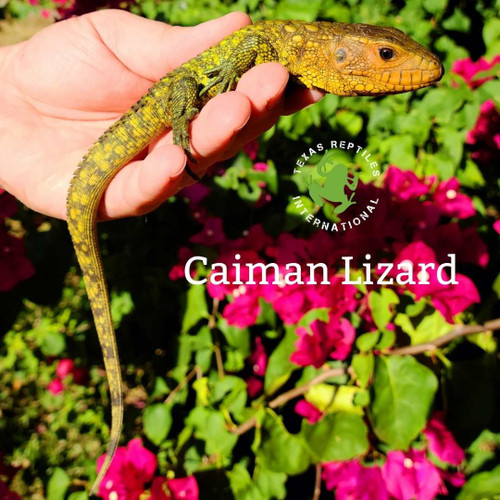 Caiman Lizard