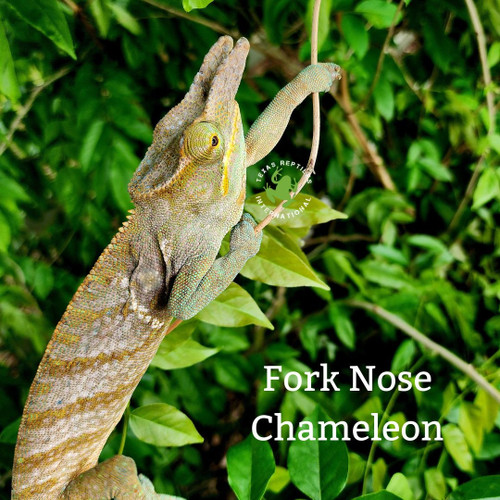 Flash Sale Fork Nosed Chameleon