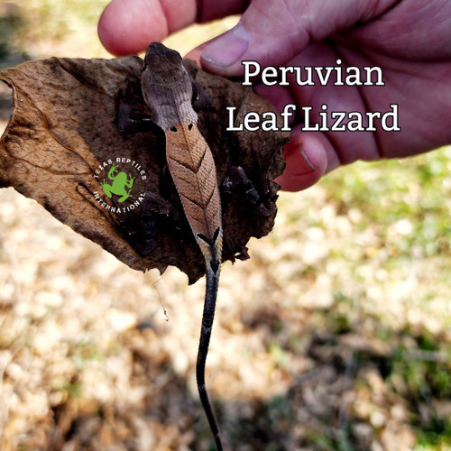Amazonian Leaf Lizard