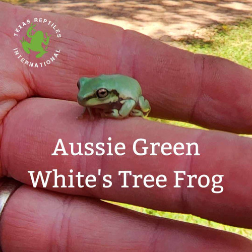 Flash Sale White's Tree Frog "Aussie Green" - 4 lot