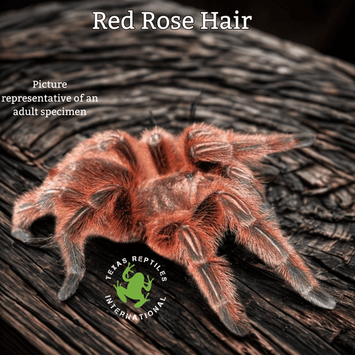 Red Rose Hair