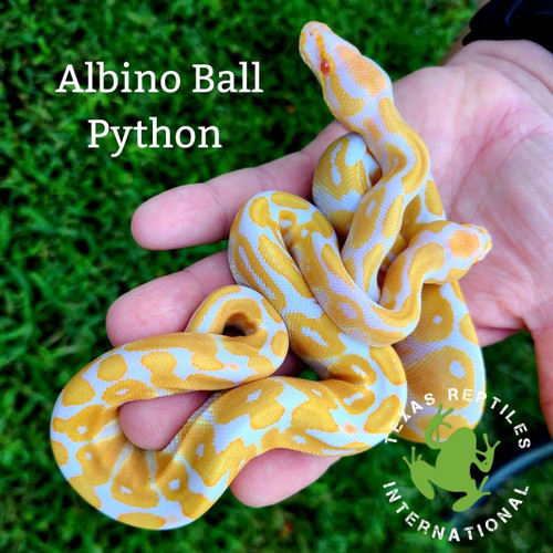 Albino Ball Pythons