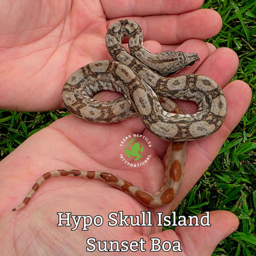 Hypo Skull Island Sunset Boa