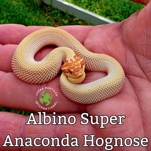 Hognose Snake