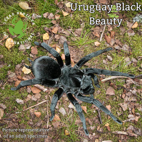 Uruguay Black Beauty