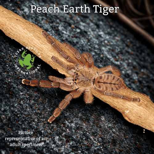 Peach Earth Tiger