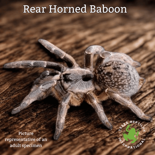 Red Horned Baboon, CB 1.25-5"