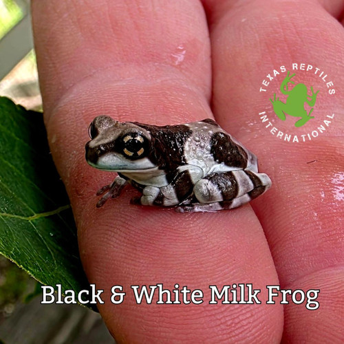 Black & White Milk Frog - .5" started babied