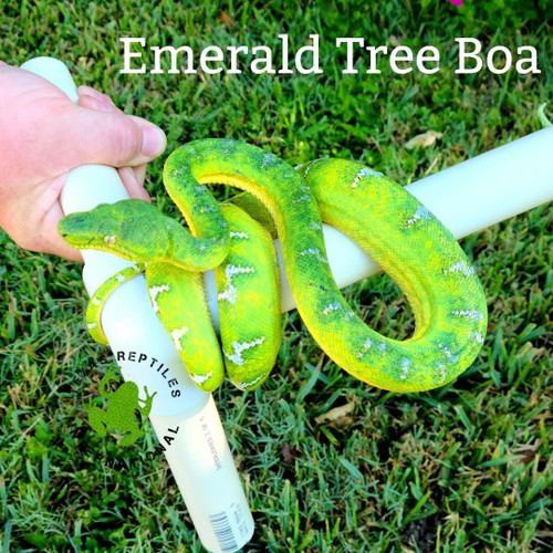 Emerald Tree Boa, medium