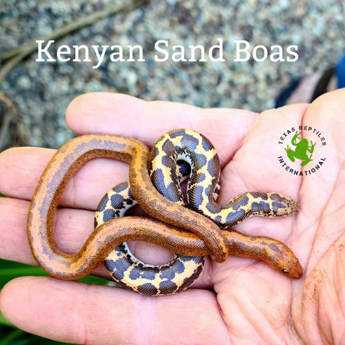 Kenyan Sand Boa