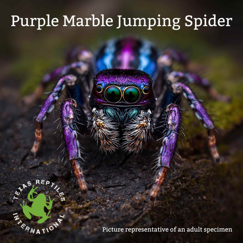 Purple Marble Jumping Spiders