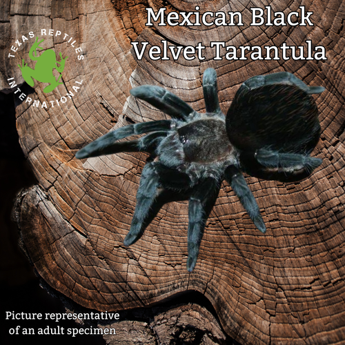 Mexican Black Velvet Tarantula - 10 lot