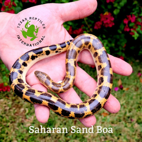 Saharan Sand Boa