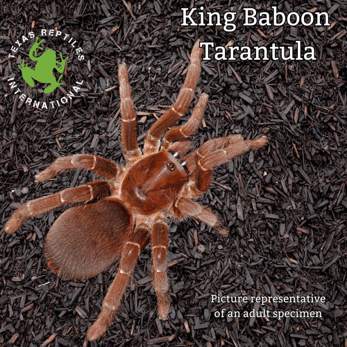 King Baboon Tarantula  - 10 lot