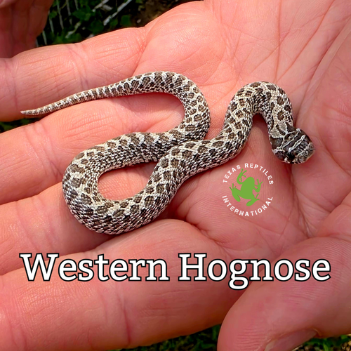 Flash Sale Classic Hognose