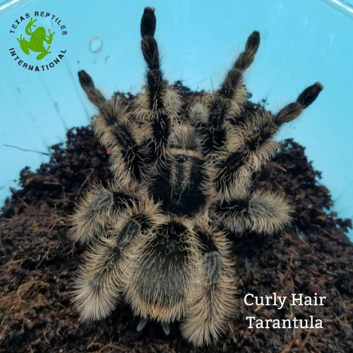 Flash Sale Curly Hair Tarantula - 10 lot