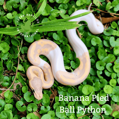 Ball Pythons - Newly Hatched 2026