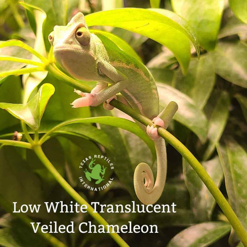 Flash Sale Veiled Chameleon - Pied - 4 lot