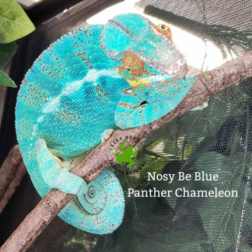 Panther Chameleon - Nosy Mitsio male