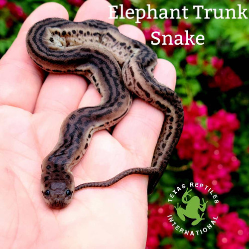 Elephant Trunk Snake