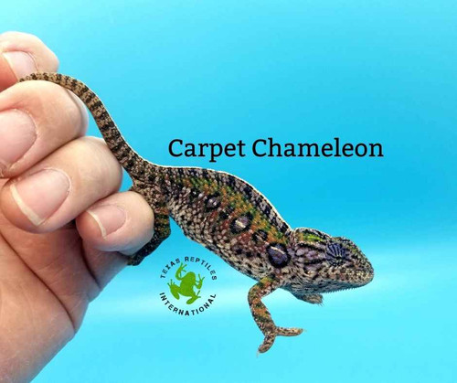 Carpet Chameleon - pair