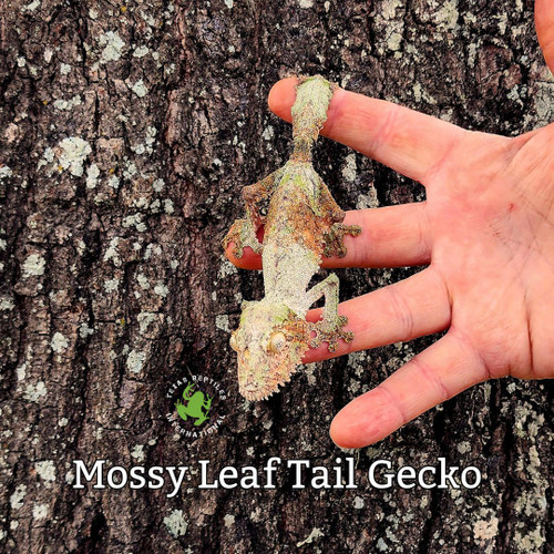 Leaf Tail Gecko - Mossy