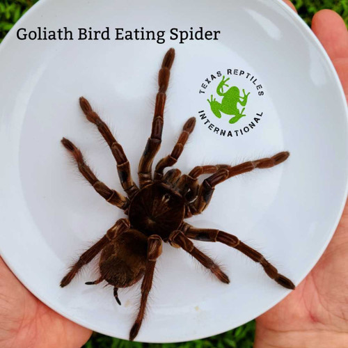 Goliath Bird Eating Spider