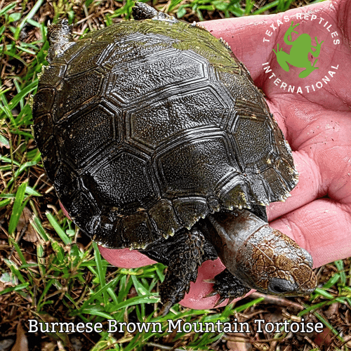 Burmese Mountain Tortoise Brown