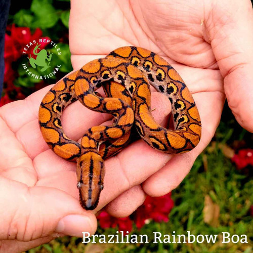 Brazilian Rainbow Boa, babies